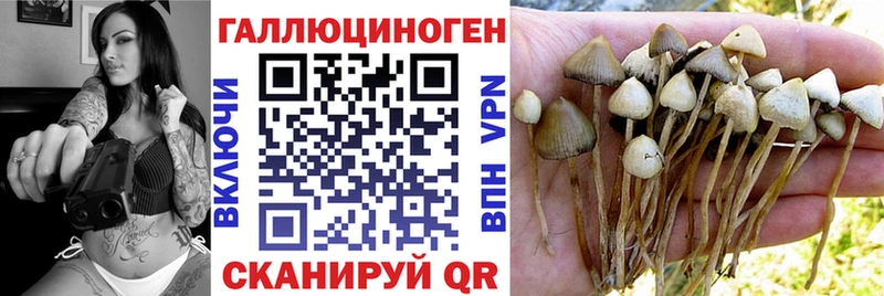 закладка  Туапсе  Псилоцибиновые грибы GOLDEN TEACHER 